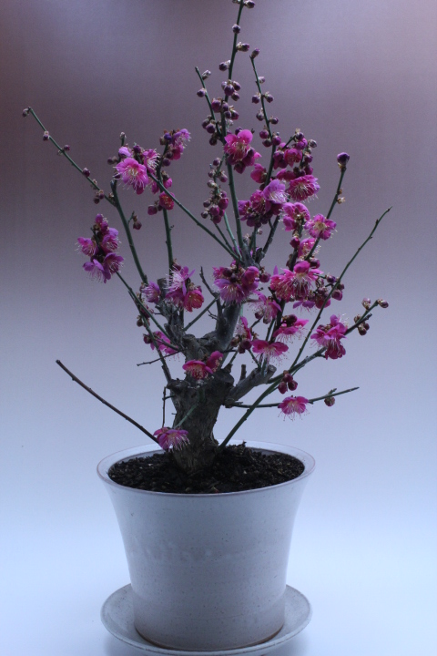 http://www.taikeian.net/blog/20130204koubai.JPG