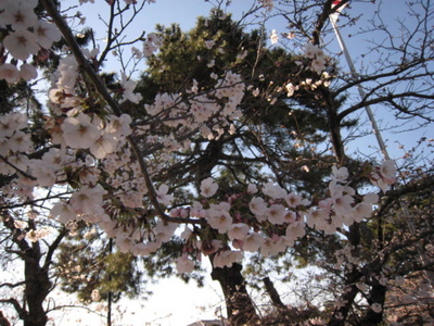 松下村塾の桜
