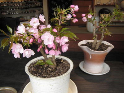 taikeiansakura2011.04.JPG