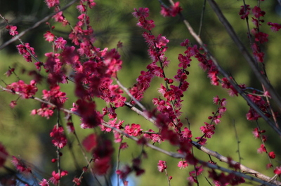 20120313ume.JPG