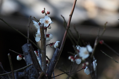 20120313ume2.JPG