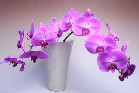 萩焼(伝統的工芸品)花入広口姫わら末広
